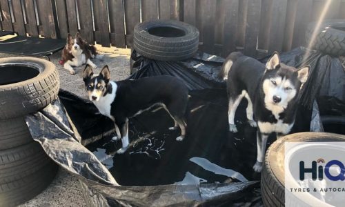 HiQ Tyres & Autocare Preston Dog helpers